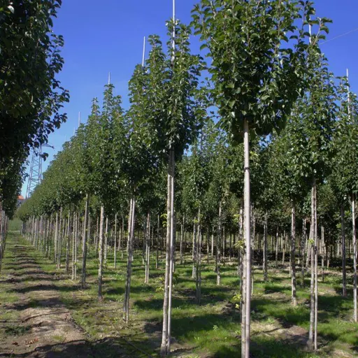 Pyrus calleryana 'Chanticleer' — specimen