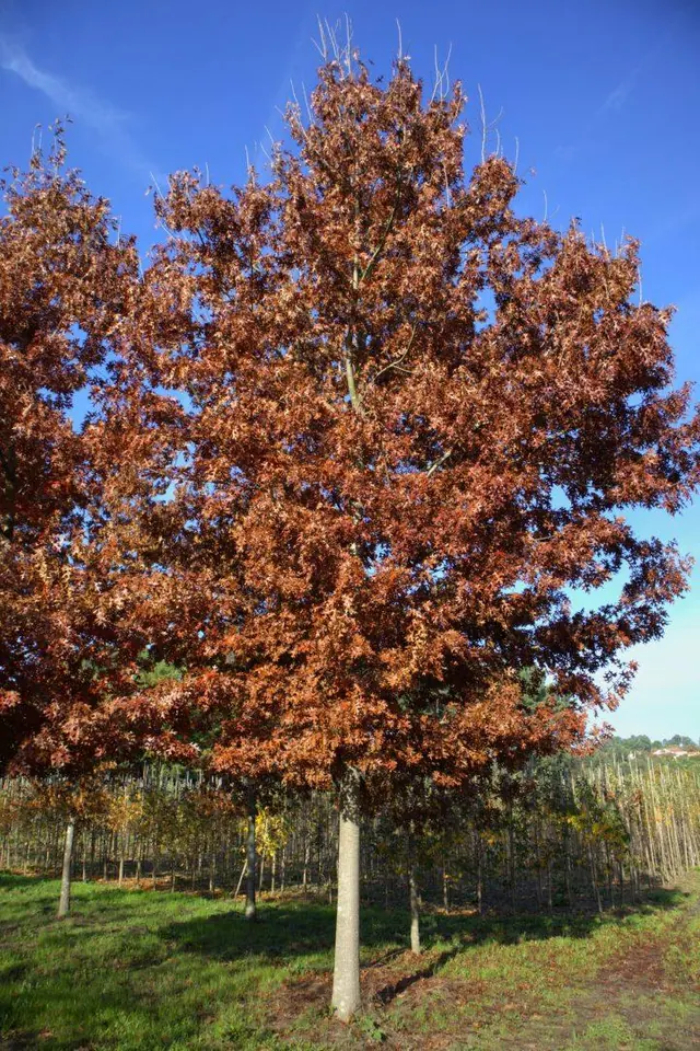 Quercus coccinea — specimen