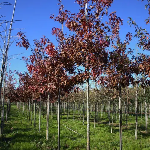 Quercus coccinea — specimen