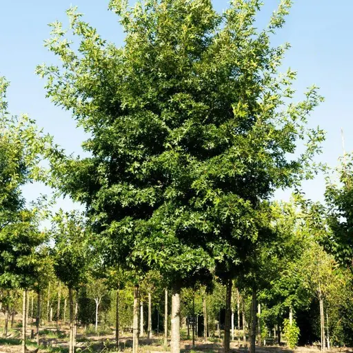 Quercus coccinea — specimen