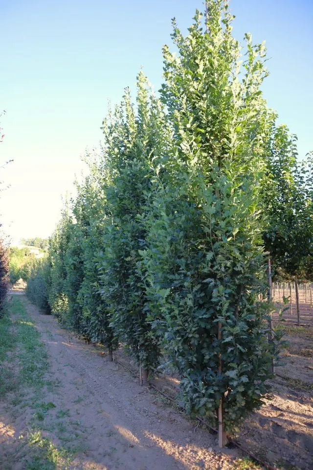Quercus robur 'Fastigiata Koster' — specimen