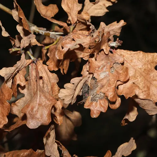 Quercus robur 'Fastigiata Koster' — specimen