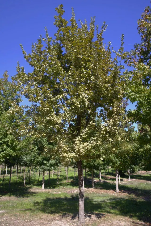 Quercus robur — specimen