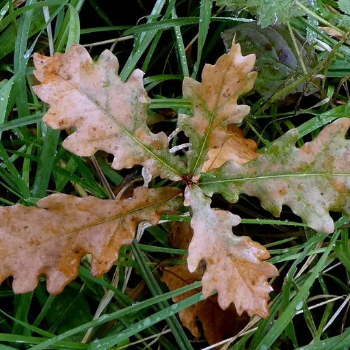 Quercus robur — specimen