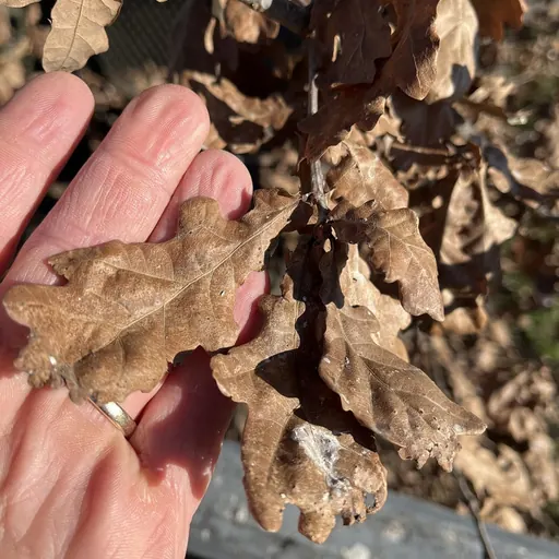 Quercus robur — specimen