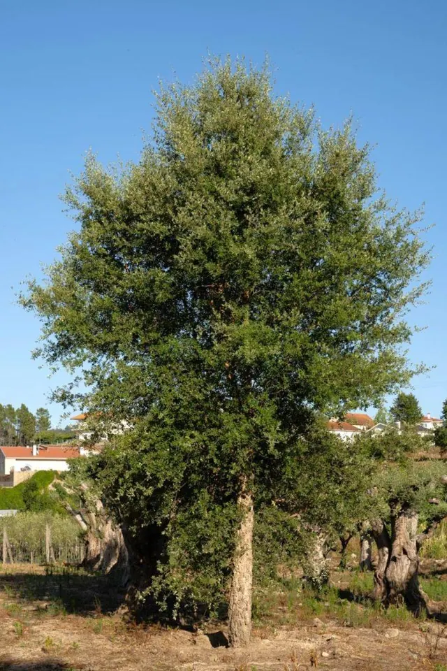 Quercus suber — specimen