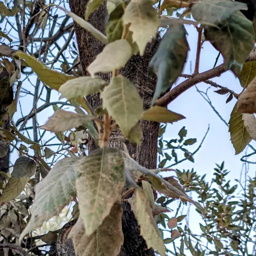 Quercus suber — specimen