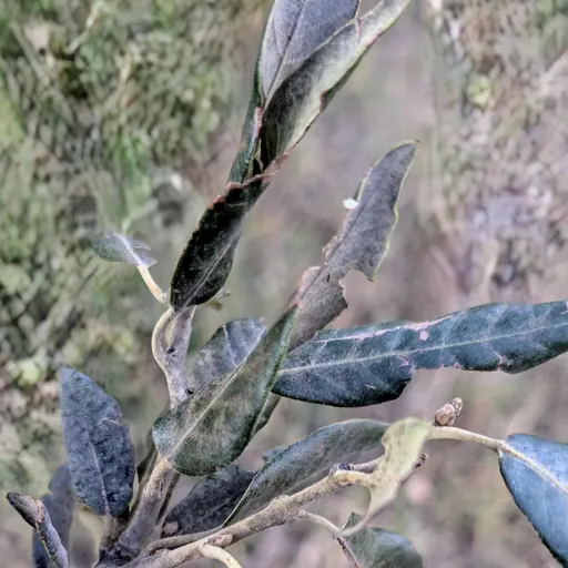 Quercus suber — specimen