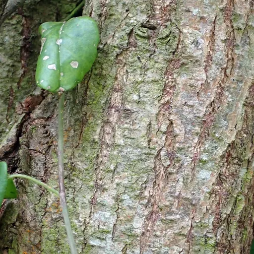Salix alba — specimen