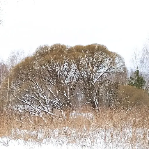 Salix alba — specimen