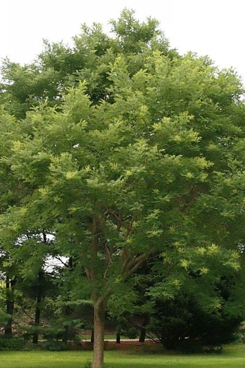 Styphnolobium japonicum — specimen
