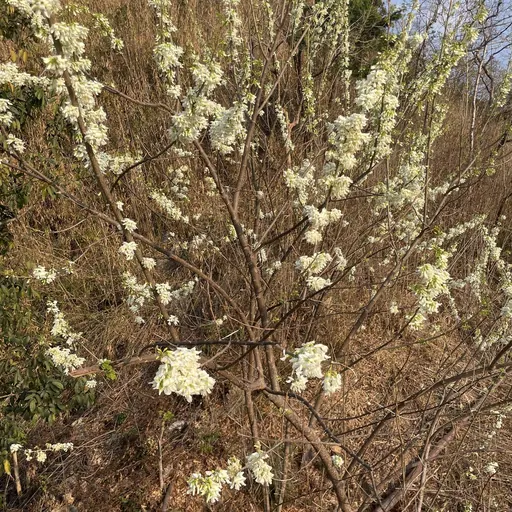 Styphnolobium japonicum — specimen