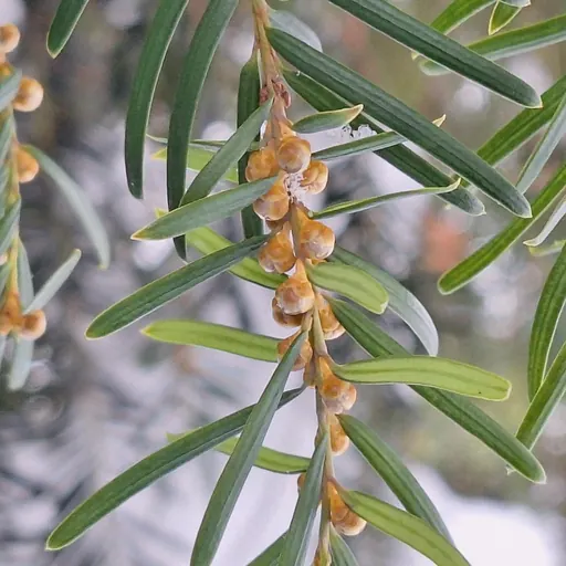 Taxus baccata 'Fastigiata Robusta' — specimen