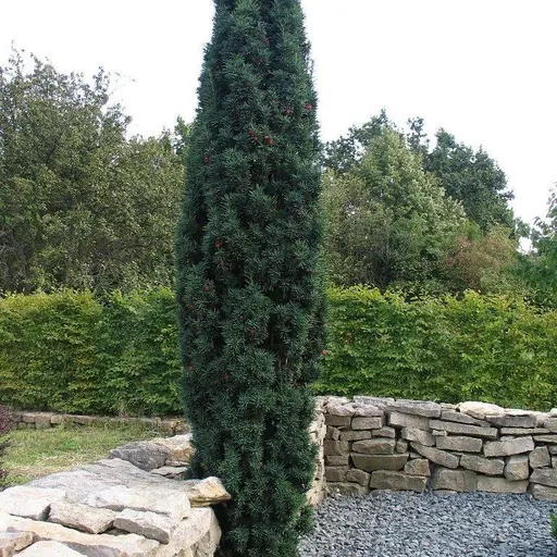 Taxus baccata 'Fastigiata Robusta' — specimen