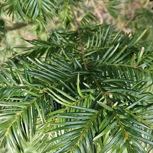 Taxus baccata 'Fastigiata Robusta' — specimen