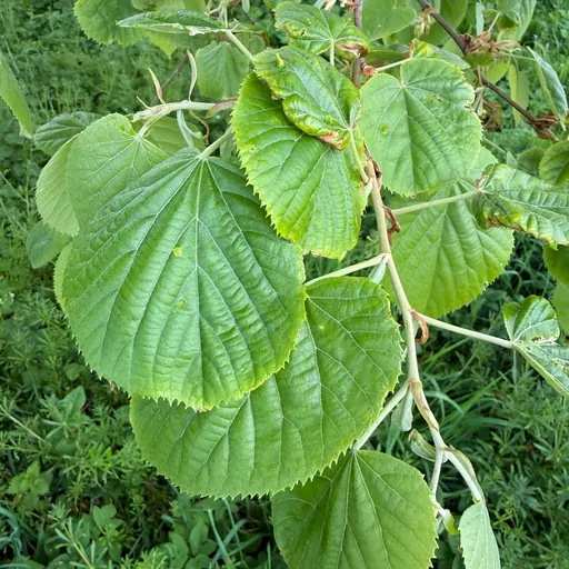Tilia tomentosa — specimen