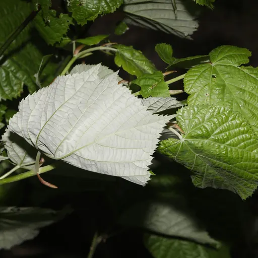 Tilia tomentosa — specimen