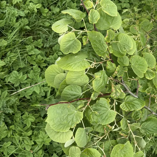 Tilia tomentosa — specimen